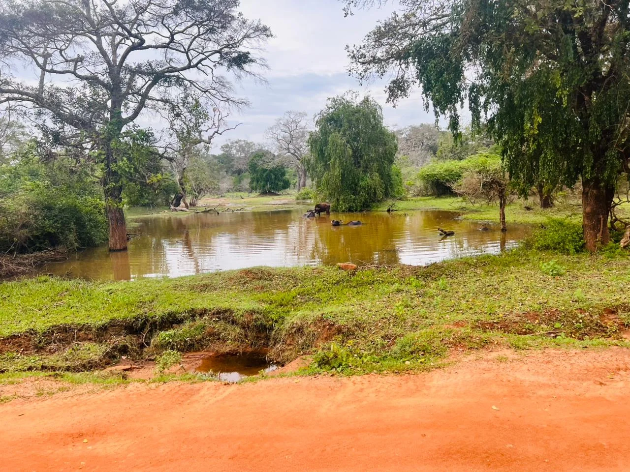 Safari & Wildlife — image 6