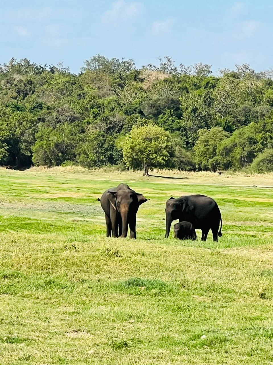 Safari & Wildlife — image 10