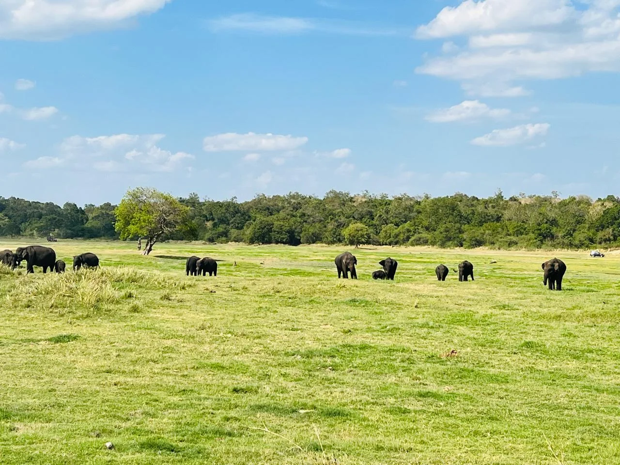 Safari & Wildlife — image 12