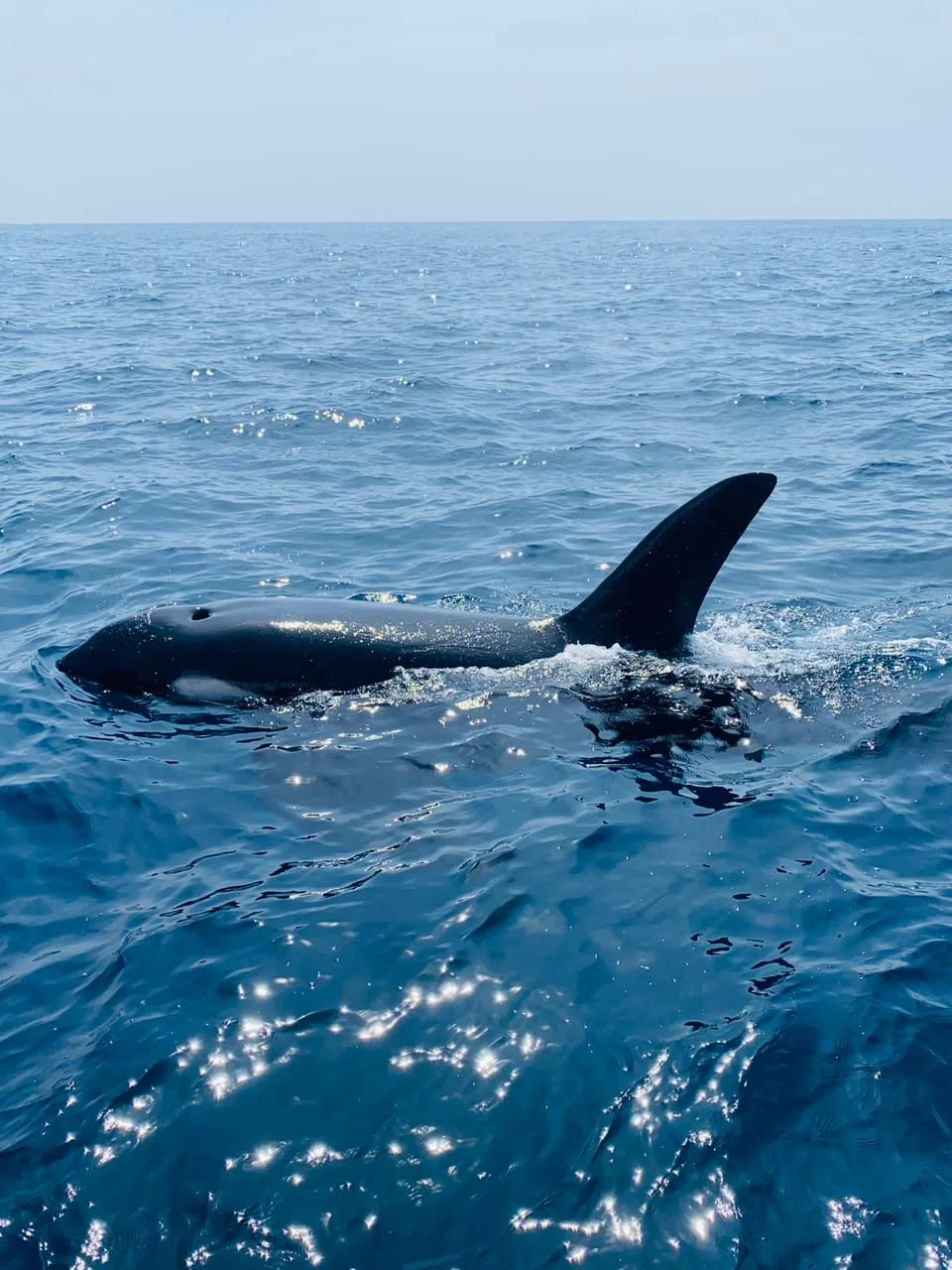 Whale watching — image 4