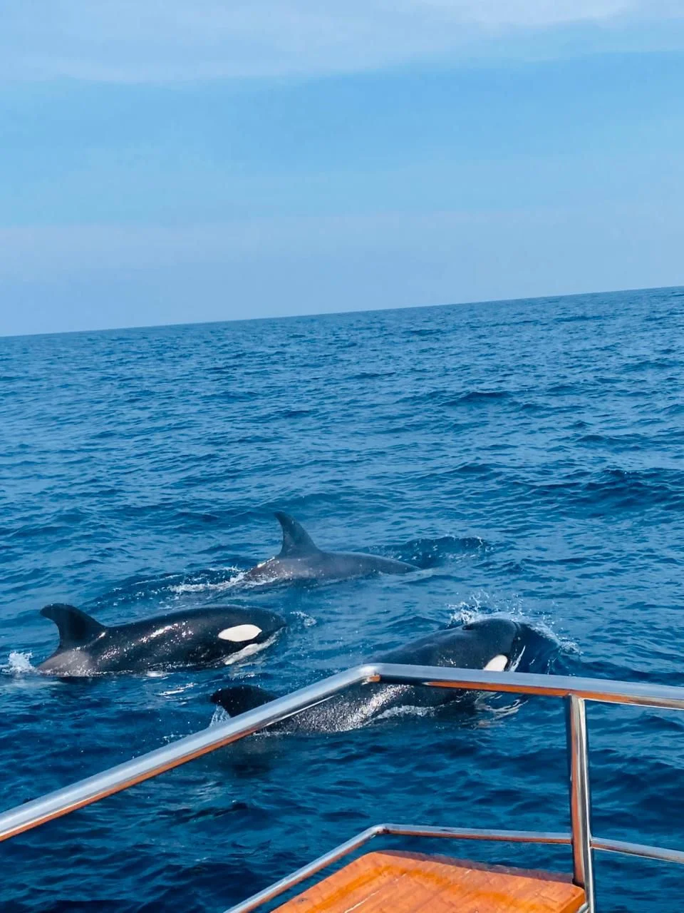 Whale watching — image 5