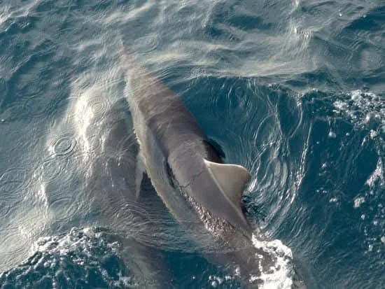Whale watching — image 11