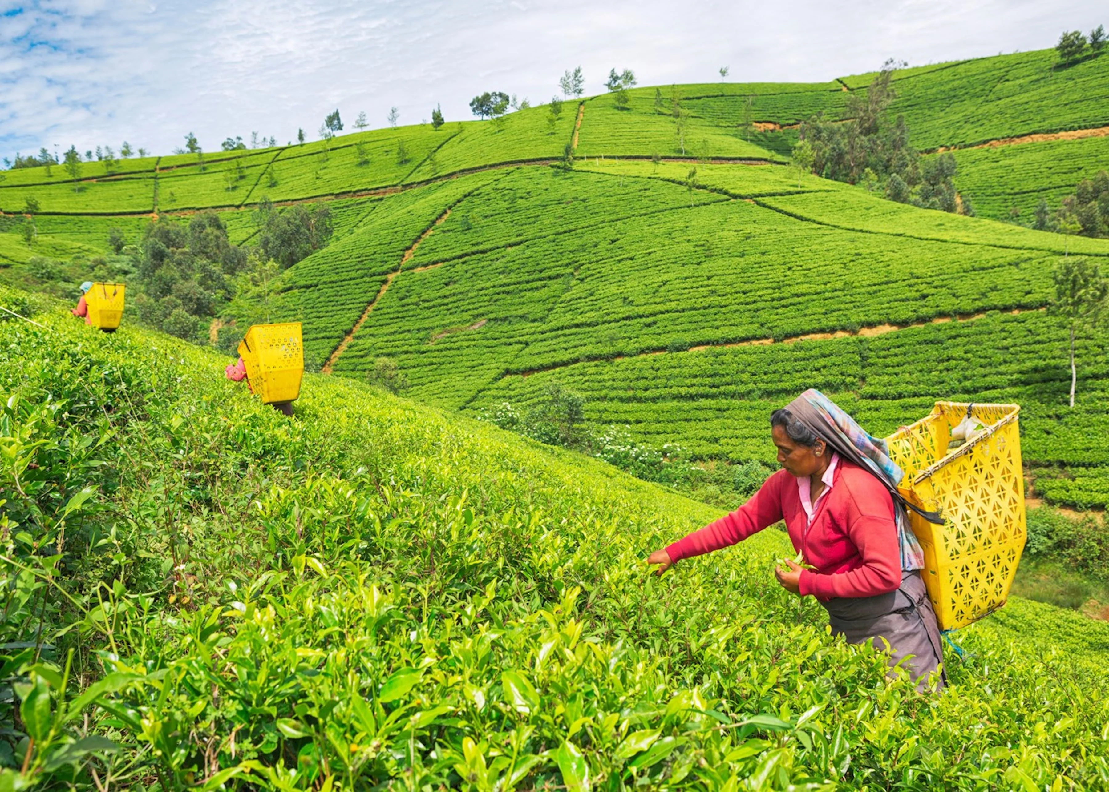 Nuwara Eliya — Highland Escape